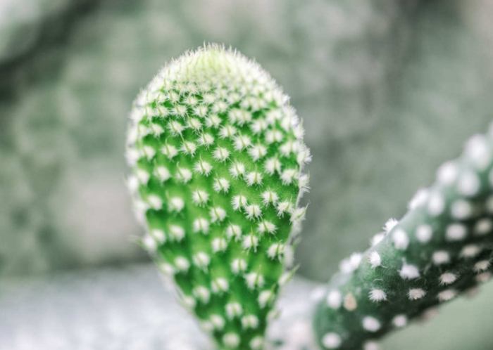 仙人掌肥料選擇 仙人掌肥料選擇