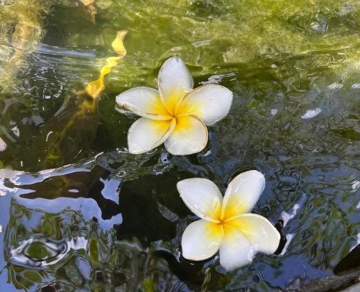 雞蛋花室內養護 雞蛋花室內養護
