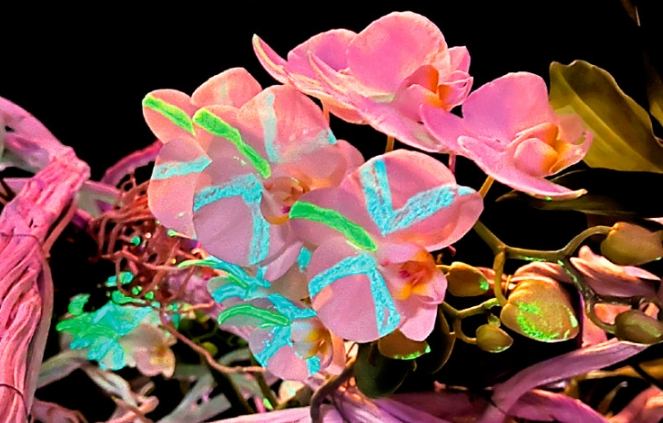 蘭花營養液推薦