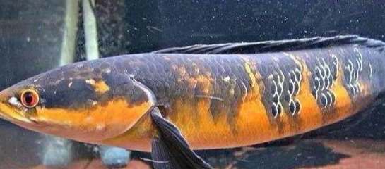 帝王雷龍介紹 帝王雷龍介紹