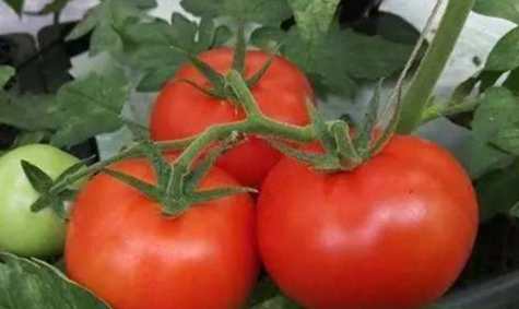 番茄著果劑使用方法