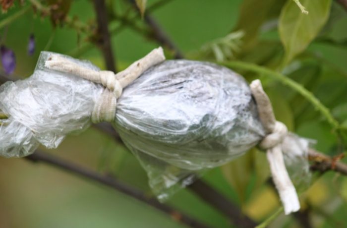 壓條法步驟 壓條法步驟