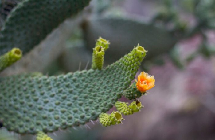 仙人掌施肥 仙人掌施肥