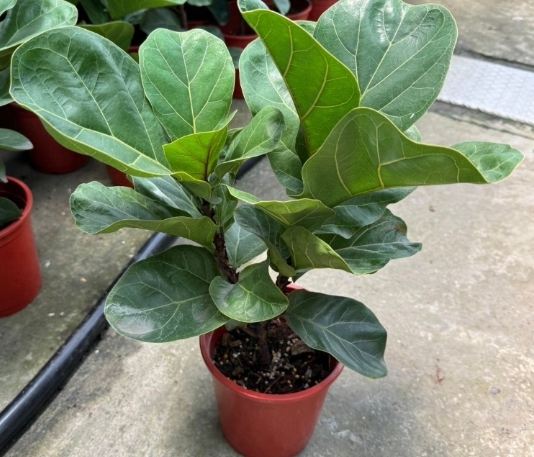 琴葉榕 冬季養護 琴葉榕 冬季養護