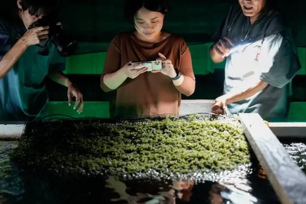 沖繩海葡萄體驗