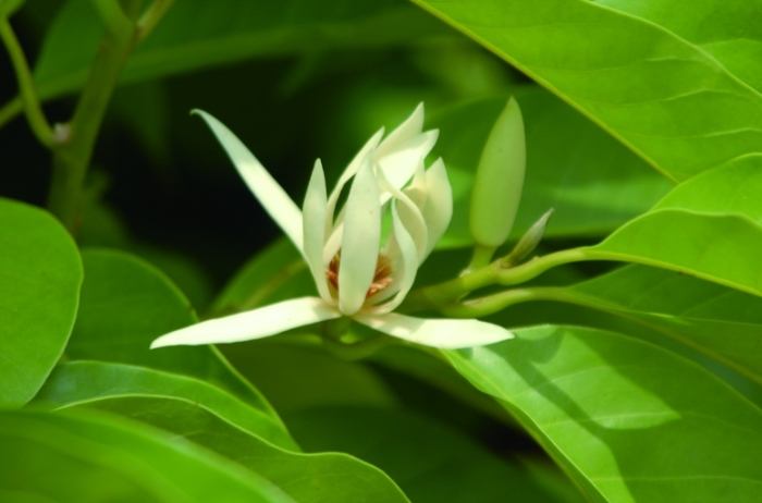 玉蘭花顏色 玉蘭花顏色