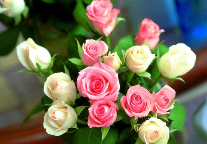 玫瑰花葉子掉光處理 玫瑰花葉子掉光處理