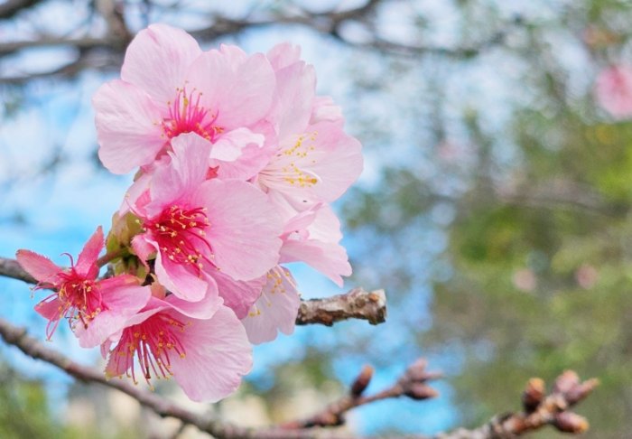 櫻花種子到開花