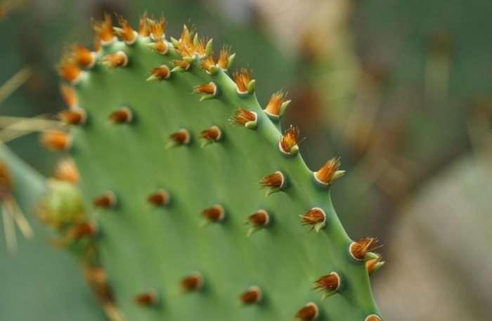 植物黃化處理 植物黃化處理
