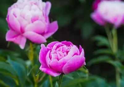 最能代表自己的植物 最能代表自己的植物