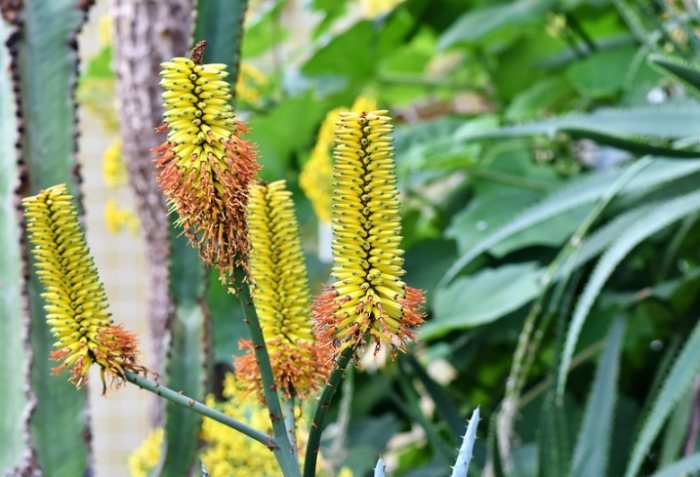 仙人掌種子發芽