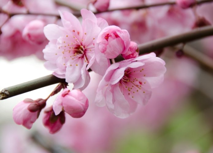 櫻花成長速度 櫻花成長速度