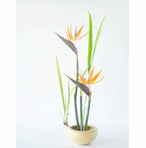 天堂鳥黑葉 天堂鳥黑葉