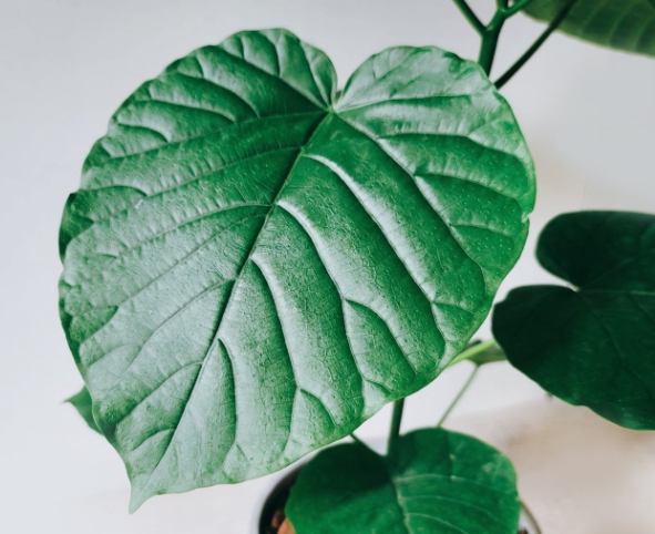 五片葉子植物照顧 五片葉子植物照顧