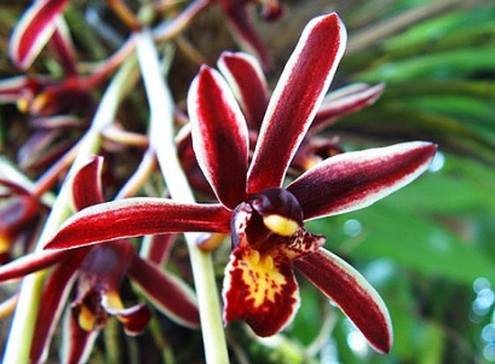 蘭花肥料使用方法