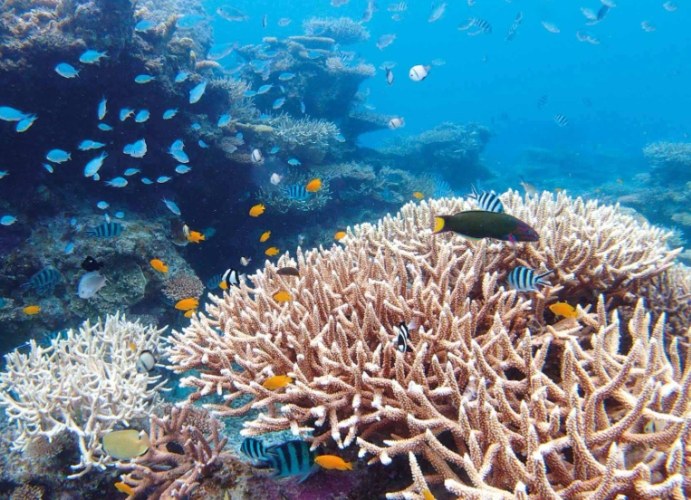 帶珊瑚回台 法律 帶珊瑚回台 法律