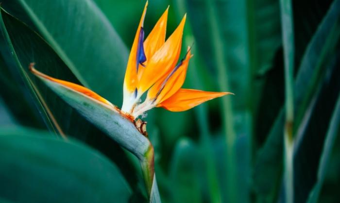 天堂鳥種植技巧 天堂鳥種植技巧