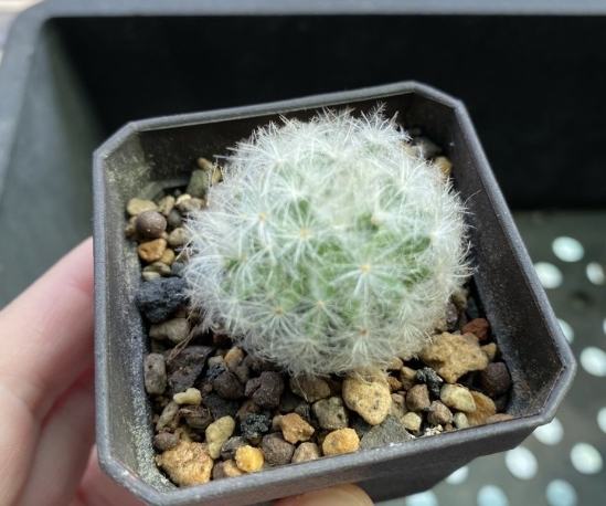 白星仙人掌常見問題 白星仙人掌常見問題