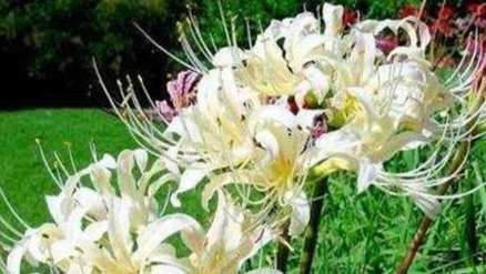 思念家人的花卉 思念家人的花卉