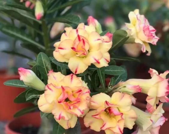 沙漠玫瑰養護 沙漠玫瑰養護