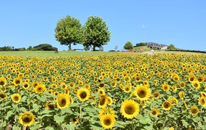 全年開花植物 全年開花植物