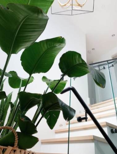 天堂鳥修剪方法 天堂鳥修剪方法