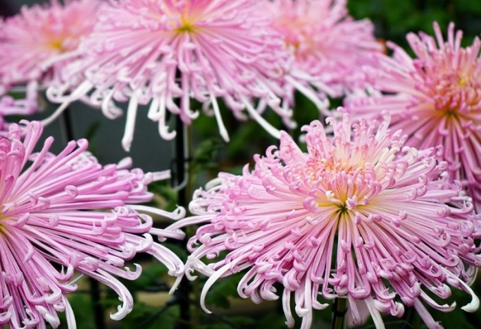 秋天賞菊 秋天賞菊