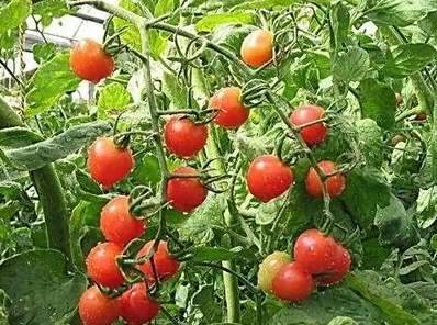 番茄用什麼肥料