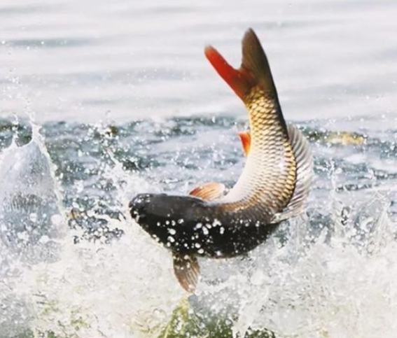 夢見魚跳出水面