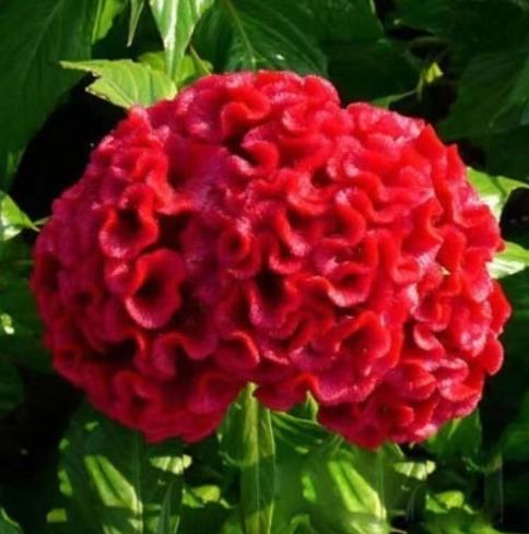 雞冠花種子 雞冠花種子