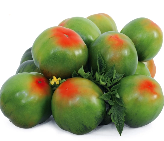 黑柿番茄生長過程