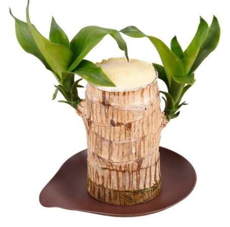 水培巴西木方法 水培巴西木方法