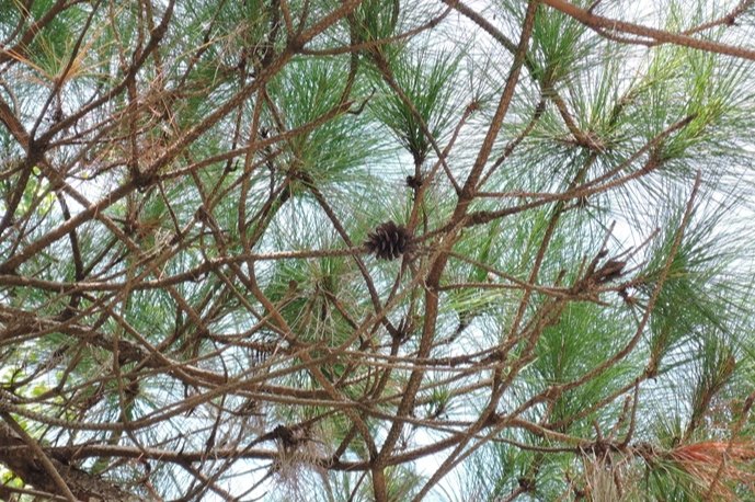 二葉松五葉松毬果 二葉松五葉松毬果