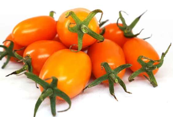 番茄植株過高 番茄植株過高