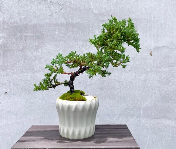 珍珠柏盆栽常見問題 珍珠柏盆栽常見問題