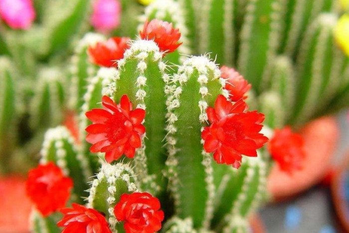 仙人掌變黑原因