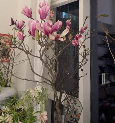 玉蘭花盆栽問題 玉蘭花盆栽問題