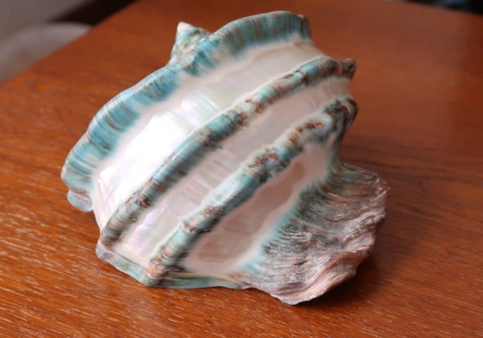 夜光貝加工步驟 夜光貝加工步驟