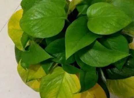 福木葉子變黃處理