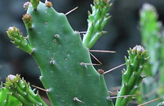 仙人球根部腐爛 仙人球根部腐爛