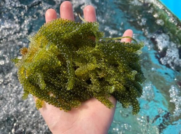 海葡萄蟲防治 海葡萄蟲防治