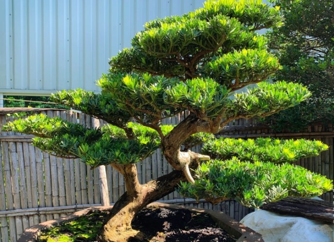 羅漢松盆栽造型