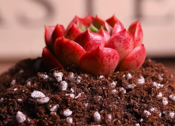 多肉植物土壤选择