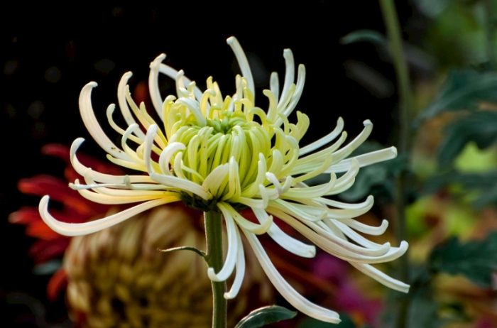 菊花養護要點 菊花養護要點
