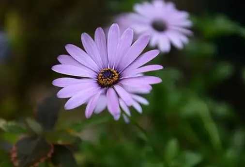 紫色雛菊花語 紫色雛菊花語
