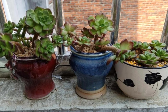 植物生長燈 植物生長燈