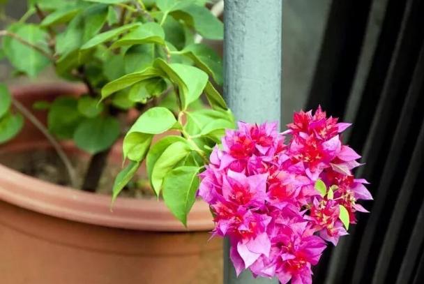 盆栽一定要換土嗎