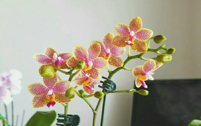 蘭花花掉光 蘭花花掉光