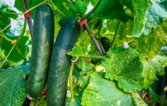 大胡瓜種植時間全攻略：掌握最佳時機與栽培秘訣