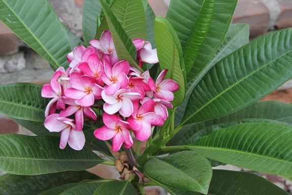 雞蛋花日照需求 雞蛋花日照需求